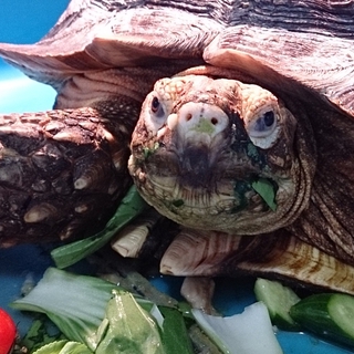 ケヅメリクガメ里親募集です。