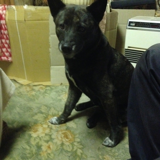 急募!!甲斐犬 6才の女の子です♪