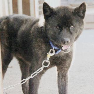 緊急募集・飼い主さんが亡くなり