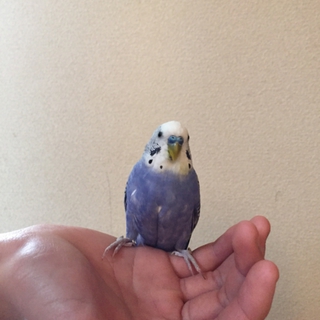 セキセイインコ  青色  里親様募集中です