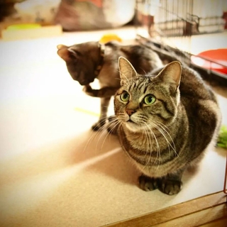 面倒見の良いギーコ君