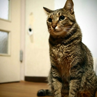 16匹多頭子猫遺棄・最後の一匹の壮太君