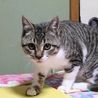 【キジトラ白】サン（仮名） サムネイル2