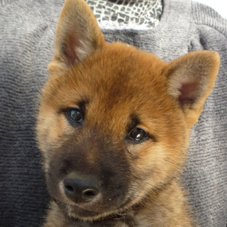 大きくなります！明るすぎる柴犬カルチャー君