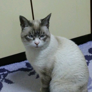 【おしるこ】家族に迎えてください！
