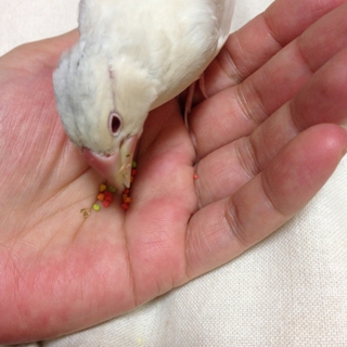 手乗り文鳥の里親様を募集します （再募集）