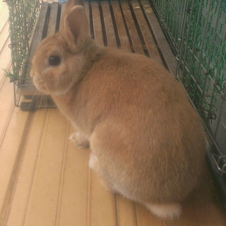 里親募集中(里親さん決まりました)