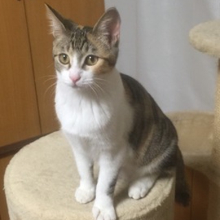 元気いっぱいの美形・三毛猫　あんみつちゃん