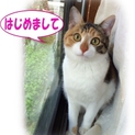 性格のイイ子です。