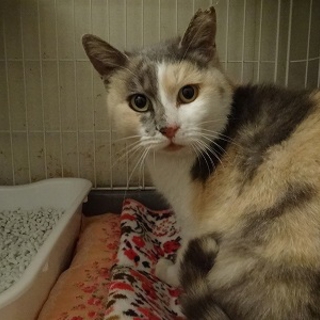 パステル三毛猫　メス