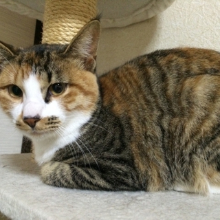 名古屋 にこちゃんの里親さま募集