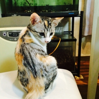 元気いっぱいの子猫
