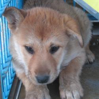 少し臆病な,茶黒mix子犬の男の子