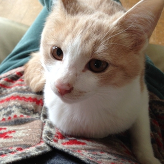 こねこのベージ