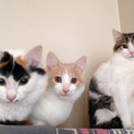こねこのカブキ