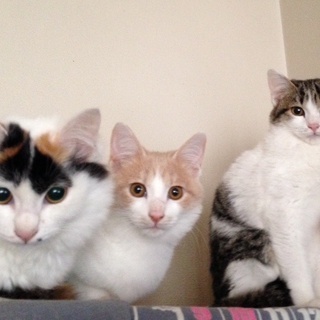 こねこのカブキ