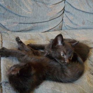 生後2ヶ月の黒猫、もずくちゃん　