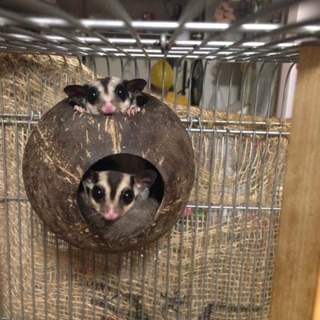 ペアのフクロモモンガの里親募集です。