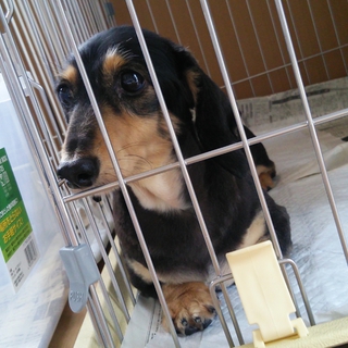 人懐っこいダックス