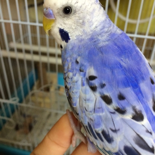 セキセイインコ2匹の里親募集