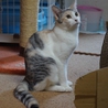 奇跡のパステル三毛しおりちゃん サムネイル2
