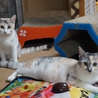 奇跡のパステル三毛しおりちゃん サムネイル6