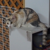 奇跡のパステル三毛しおりちゃん サムネイル4