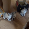 奇跡のパステル三毛しおりちゃん サムネイル7