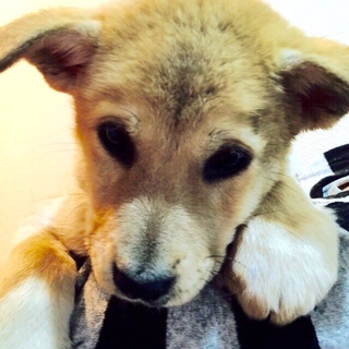 希望あり。大人しい、茶mix子犬の男の子兄弟2