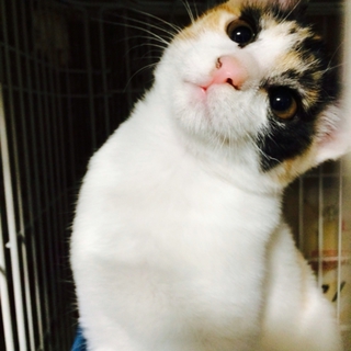 おとなしい子猫です