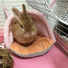 血統書付きネザーランドドワーフ サムネイル4