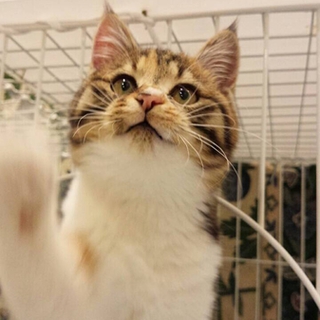 甘えん坊でちっちゃなフワフワ三毛のエミリちゃん
