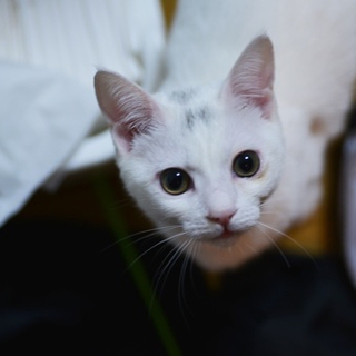 甘えん坊のしろむくちゃん
