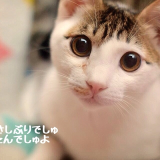 すてきな前髪ちゃん