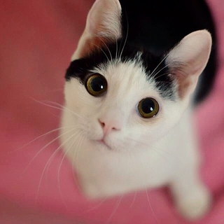すてきなズラ柄ちゃん