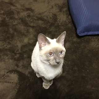 甘えんぼしゃむ猫　可愛がってくださる方に　