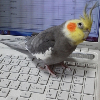 手乗りオカメインコの里親募集