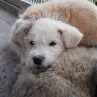 子犬の里親様募集