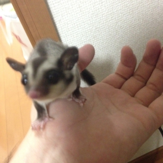 フクロモモンガの里親募集！