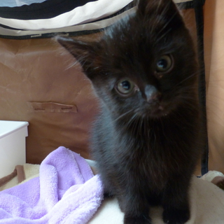 黒猫のレモンくんです。