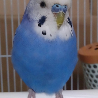 里親様が決まりました。応募ありがとうございました。