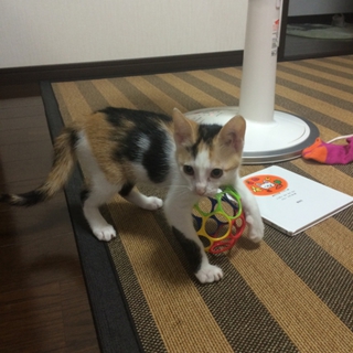 優しい里親様に飼って頂ける事になりました。