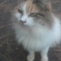 穏やかなメス猫です。＊愛知県＊