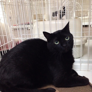 とても大人しい黒猫の女の子　３歳
