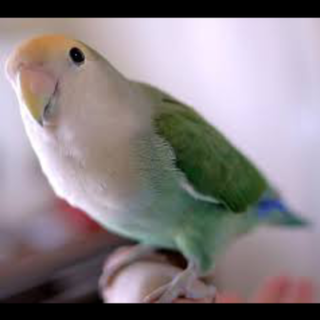 小桜インコ