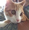 ツンデレ姫ちゃしろん