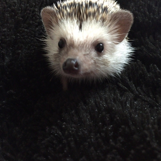 ハリネズミ ♂ 