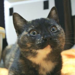 約生後３ｹ月★超甘えん坊子猫【このは♀】