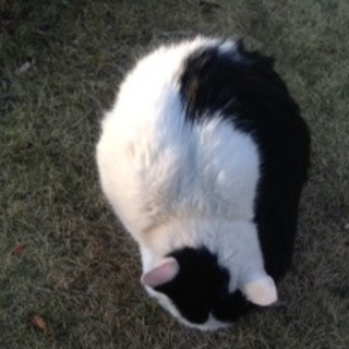 お家とお友達ができました、ありがとうございました！