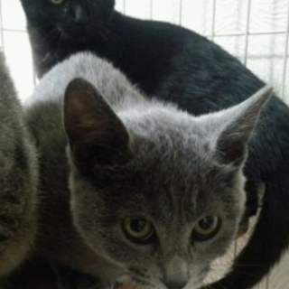 人なれＯＫ！３ヵ月の兄弟子猫です♪